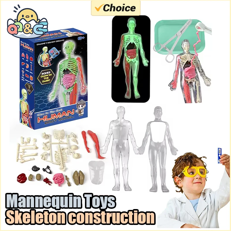 Esqueleto humano, anatomia do  - Kids Education Music avaliação e preço