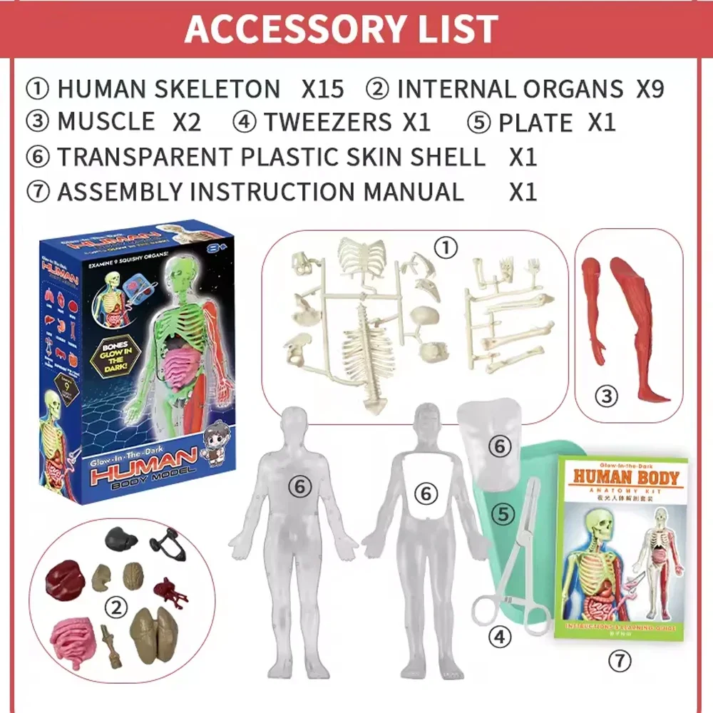 Esqueleto humano, anatomia do  - Kids Education Music avaliação e preço